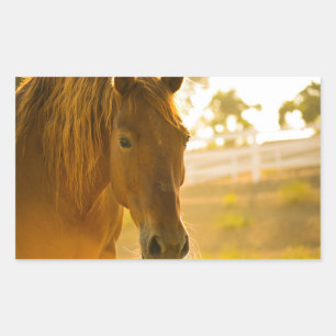 Brown Horse Close-Up Sticker