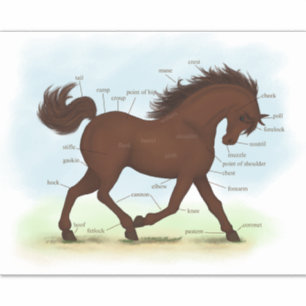 Brown Horse Educational Equine Anatomy Chart