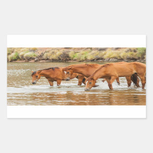 Brown Horse family at the river Sticker
