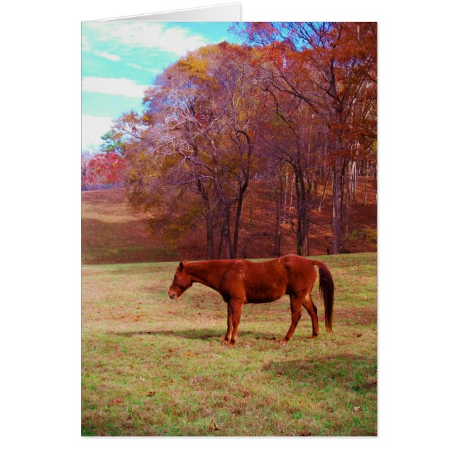 Brown horse in a grass field (Front)