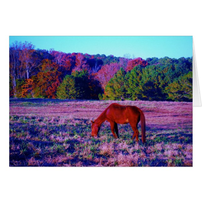 Brown horse in Purple Grass (Front Horizontal)