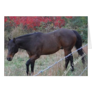 Brown horse in the red autumn trees