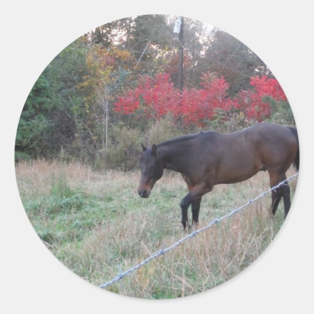 Brown horse in the red autumn trees classic round sticker (Front)