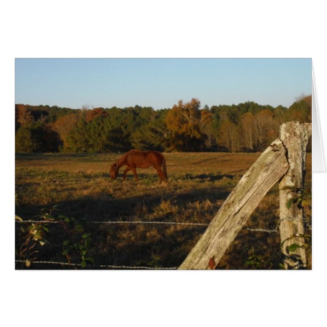 Brown horse in the Sun (Devant horizontal)