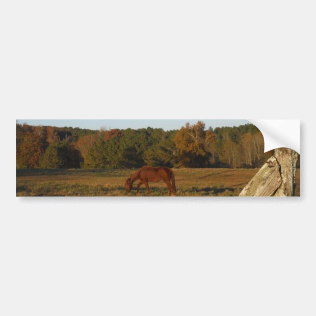 Brown horse in  the Sun Bumper Sticker (Front)