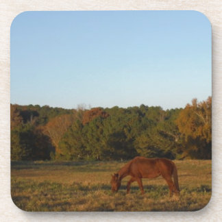 Brown horse in  the Sun Coaster