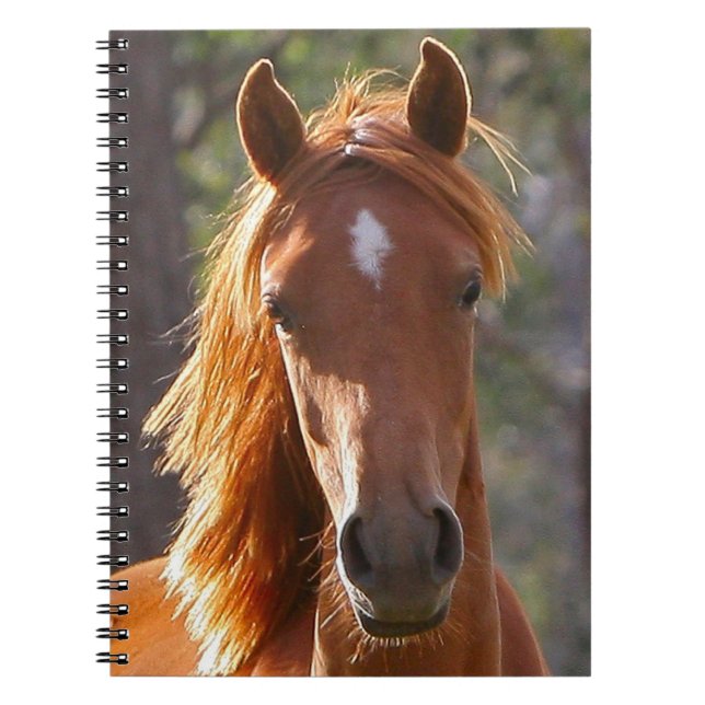 Brown Horse in the Sunlight Notebook (Front)