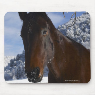 Brown horse in winter mouse pad