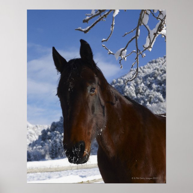 Brown horse in winter poster (Front)