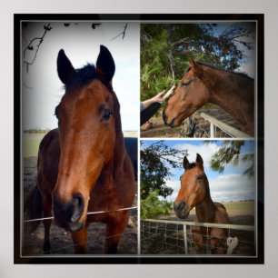 Brown Horse Photo Collage, Poster