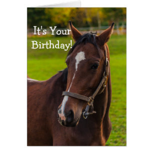 Brown Horse Portrait