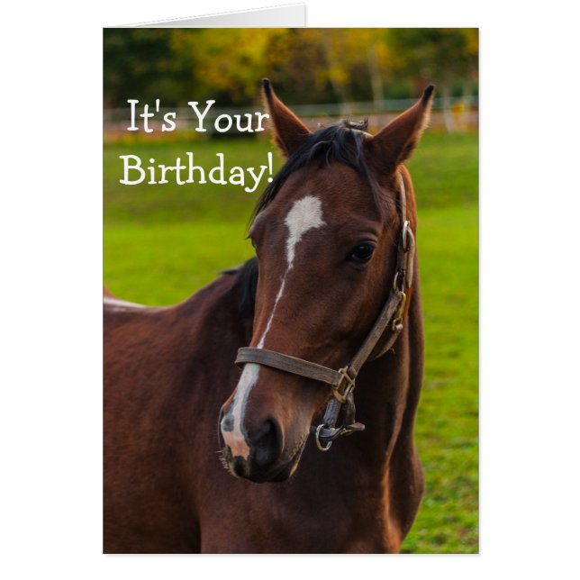 Brown Horse Portrait (Front)