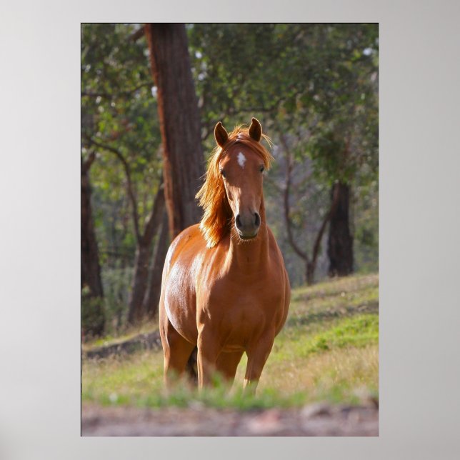 Brown horse poster (Front)