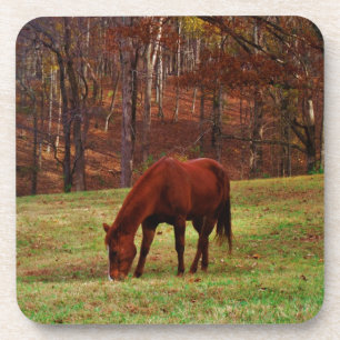 Brown Horse w/ White Nose at Woods Edge Coaster