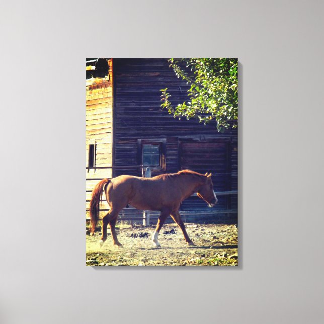 Brown Horse Walking Canvas Print (Front)