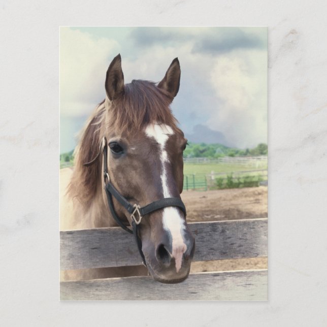 Brown Horse with Bridle Postcard (Front)