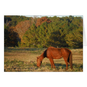 Brown Horse with Pine Trees