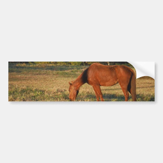 Brown Horse with Pine Trees Bumper Sticker (Front)