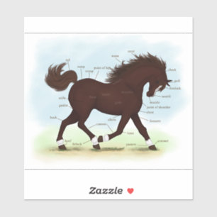 Brown Horse With Socks & Blaze Anatomy Chart