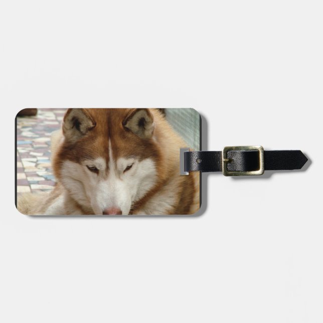 Brown Husky Luggage Tag (Front Horizontal)