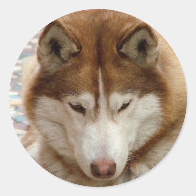 Brown Husky Stickers (Front)