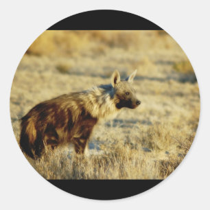 Brown hyena wildlife stickers