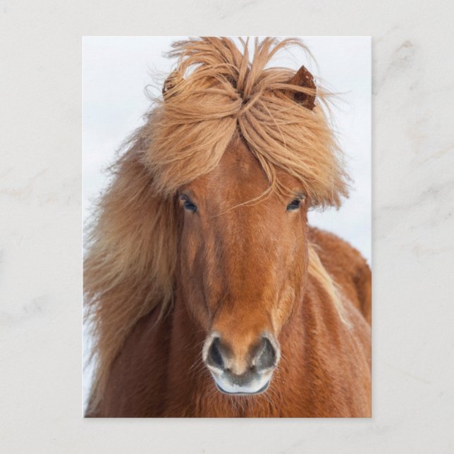 Brown Icelandic Horse Portrait Postcard (Front)