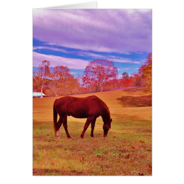 > Brown in a dreamy coloured field (Front)