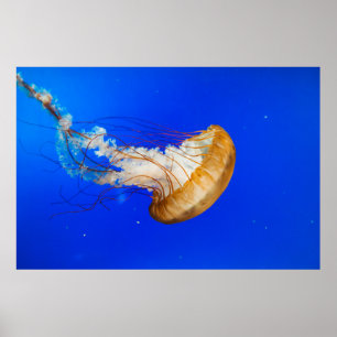 BROWN JELLYFISH POSTER