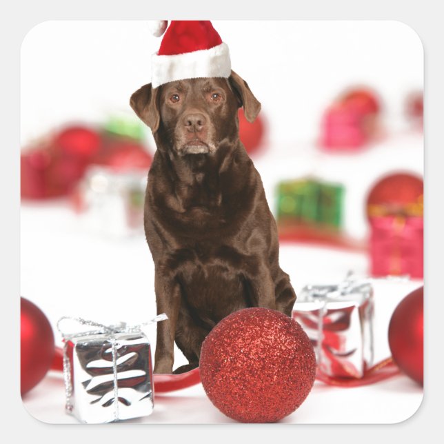 Brown Labrador Dog Christmas w Gifts Santa Hat Square Sticker (Front)