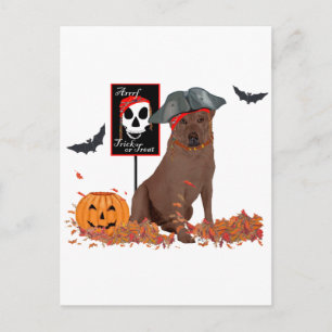 Brown Labrador Retriever Pirate Postcard