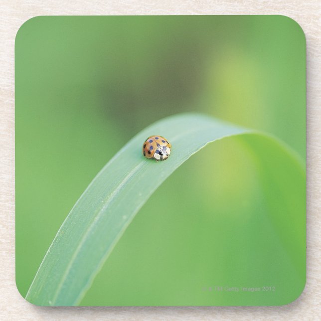 Brown ladybug coaster (Front)