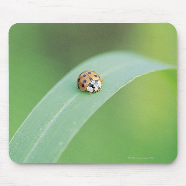 Brown ladybug mouse pad (Front)