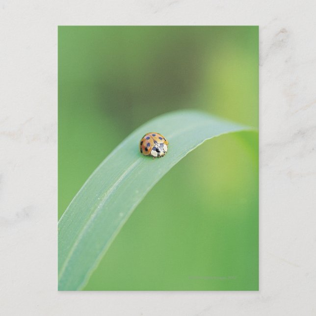 Brown ladybug postcard (Front)