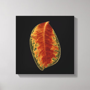 Brown Leaf Still Life Fine Art Photograph Canvas Print