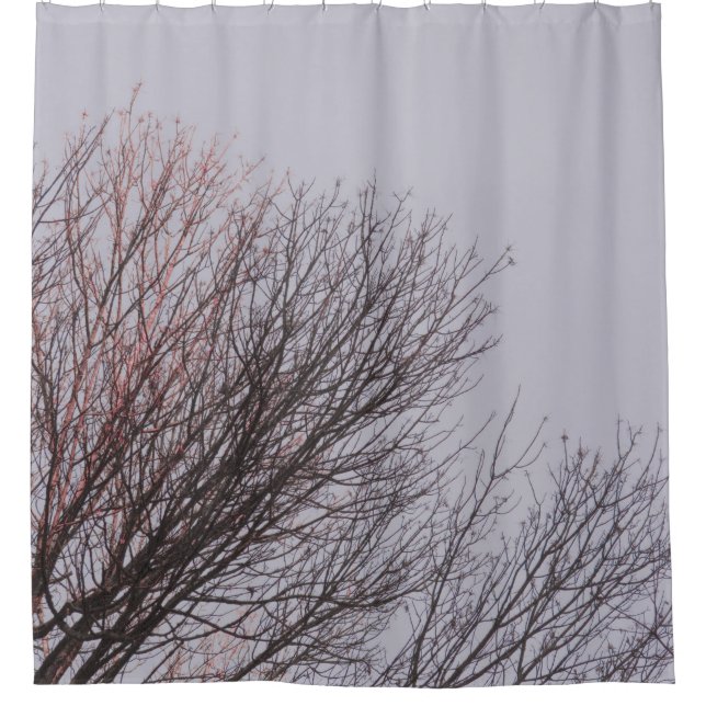BROWN LEAFLESS TREE UNDER WHITE SKY (Front)