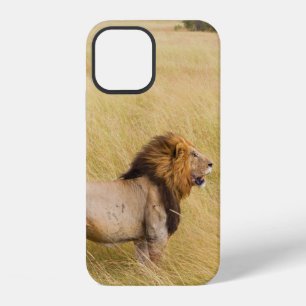 BROWN LION ON GRASS FIELD DURING DAYTIME iPhone 12 CASE