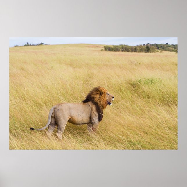 BROWN LION ON GRASS FIELD DURING DAYTIME POSTER (Front)