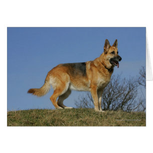Brown Long Haired Berger allemand 2