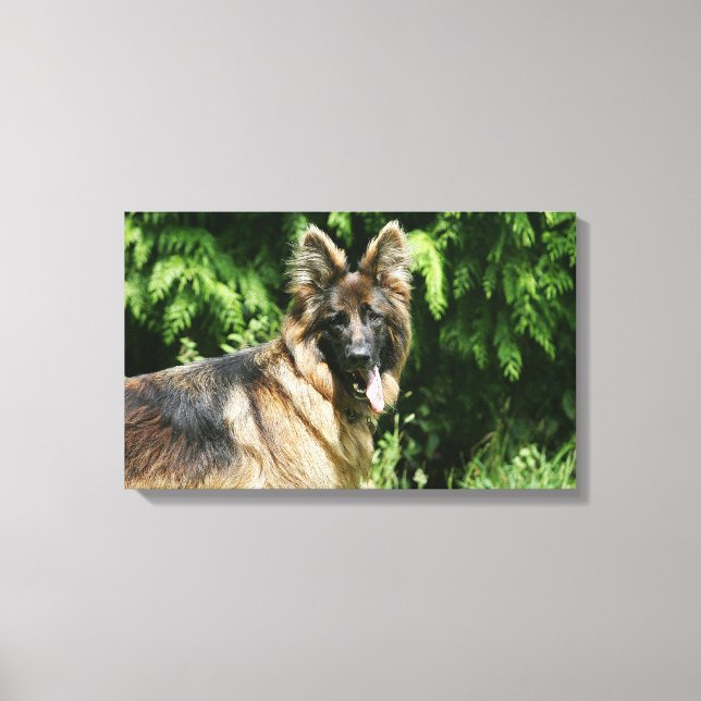 Brown Long Haired German Shepherd 1 Canvas Print (Front)