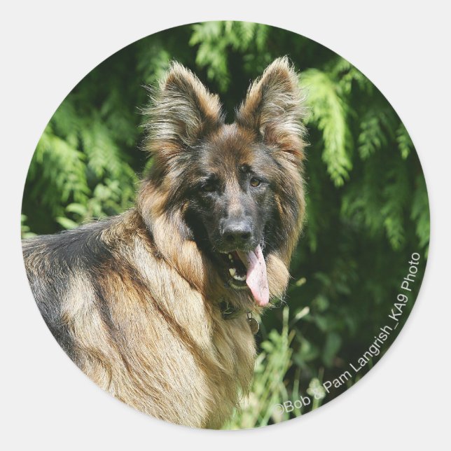 Brown Long Haired German Shepherd 1 Classic Round Sticker (Front)