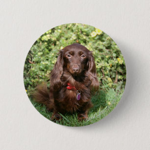 Brown Long-haired Miniature Dachshund 2 Inch Round Button