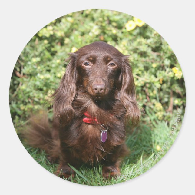 Brown Long-haired Miniature Dachshund Classic Round Sticker (Front)