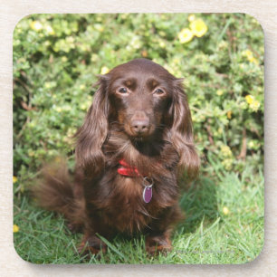 Brown Long-haired Miniature Dachshund Coaster