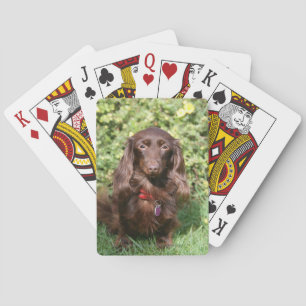 Brown Long-haired Miniature Dachshund Playing Cards