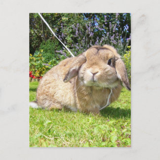 Brown lopped ear rabbit with lavender postcard