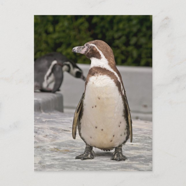 Brown Magellanic Penguin Postcard (Front)