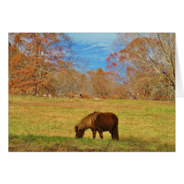 Brown miniature Pony (Front Horizontal)