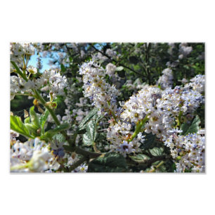 Brown Mountain Photo Print