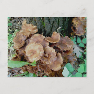 Brown Mushroom Colony Postcard